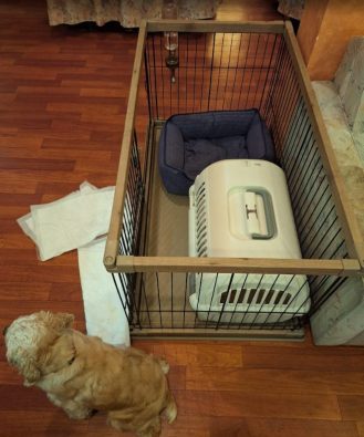 わんこじかん | 愛犬と自由気ままに過ごす旅　伊豆高原わんわんパラダイス・コンドミニアム（1日目）