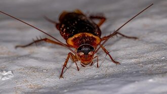 7 Bugs That Look Like Cockroaches (But Aren’t Roaches)