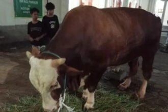 Sapi kurban Presiden yang dibeli menggunakan APBN untuk disalurkan ke seluruh Indonesia