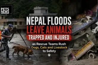 Nepal Floods Leave Animals Trapped and Injured as Rescue Teams Rush Dogs, Cats and Livestock to Safety