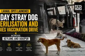 Lahaul-Spiti Launches 6-Day Stray Dog Sterilisation and Rabies Vaccination Drive Across Keylong and Udaipur