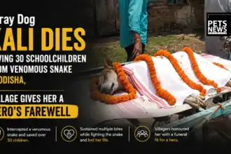 Stray Dog Kali Dies Saving 30 Schoolchildren From Venomous Snake in Odisha, Village Gives Her a Hero’s Farewell