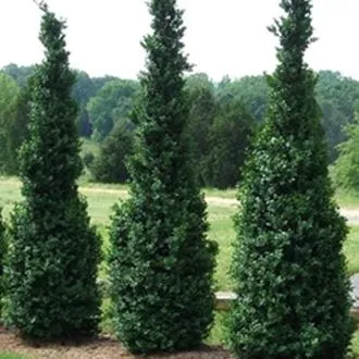 Boxwood 'Dee Runk'