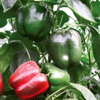 PIMIENTOS ECOLOGICOS PIMIENTOS ECOLOGICOS