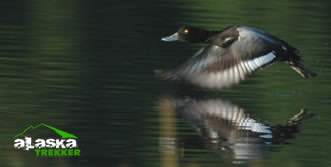 lesser_scaup