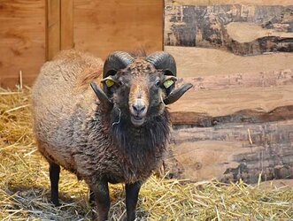 Les Béliers sont jugés ce vendredi au salon agricole de Tarbes