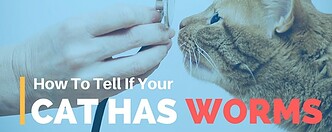 How-to-Tell-if-Your-Cat-Has-Worms-20