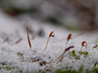 Météo Tarbes : pluie en plaine neige en montagne