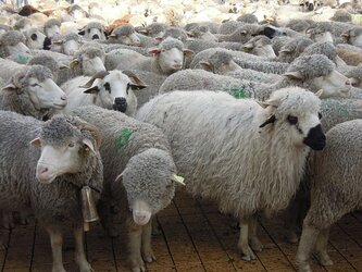 En vallée d'Aure, les gendarmes ont sécurisé la transhumance