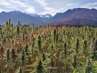 Pyrénées, 2,6 tonnes de cannabis saisies en quelques heures