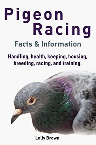 What Do Pigeons Eat