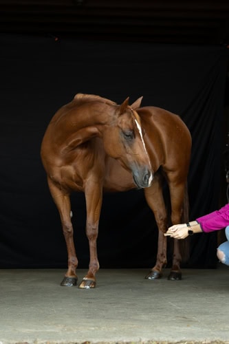 Pferd vor schwarzem Hintergrund