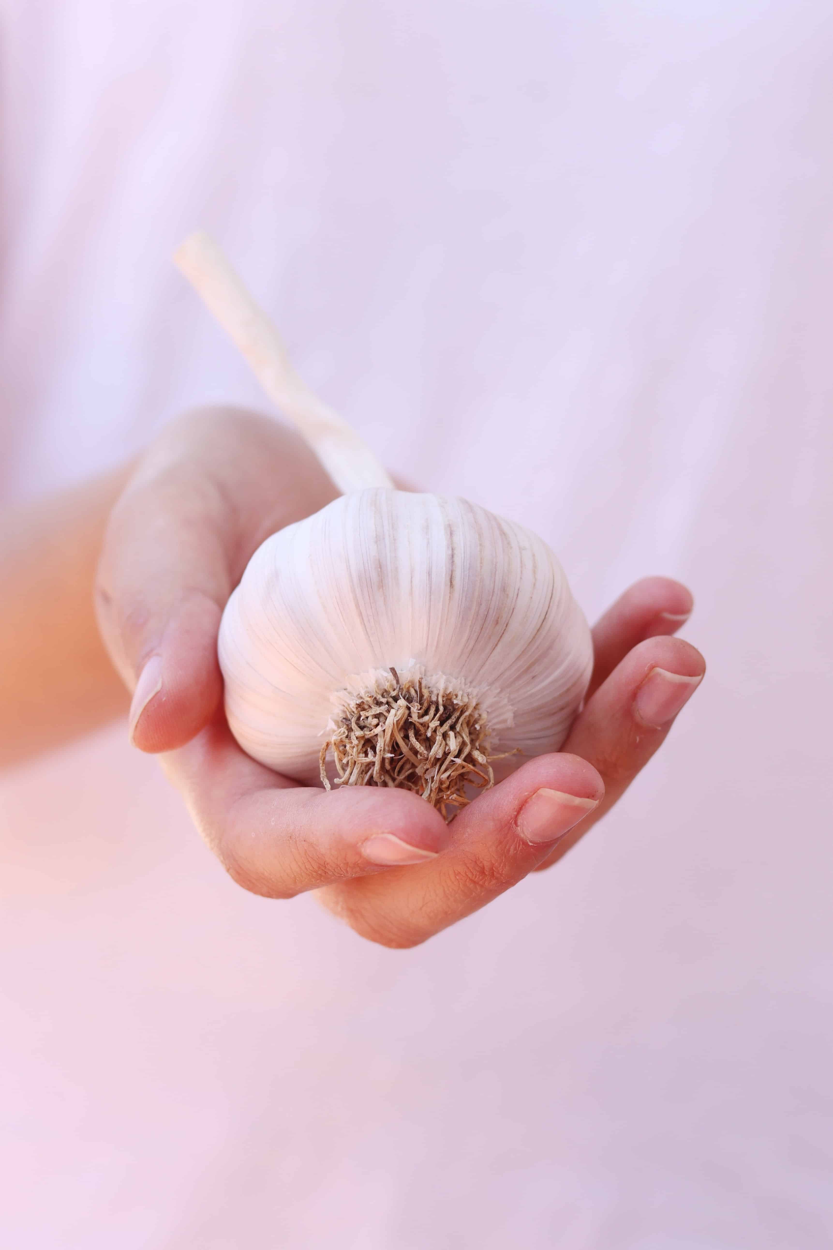 Someone holding garlic in their hand. How to Kill Recurrent Candida