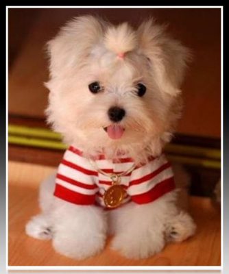 ropa para perros pequeños barata