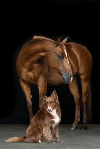Collage Hund und Pferd vor schwarzem Hintergrund