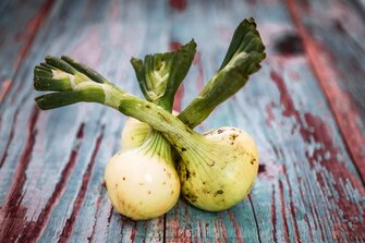 groing onions indoors groing onions indoors