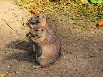 Devenez soigneur au Parc Animalier des Pyrénées à Argelès Gazost