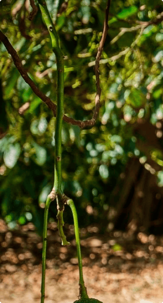 productores de aguacate en origen