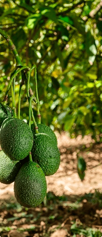 productores de aguacate en origen