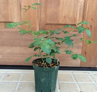 シャルロットオースチン鉢植え1