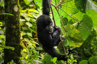 7 Days Uganda Chimpanzee, Wildlife, and Gorilla Trekking Safari 7 Days Uganda Chimpanzee, Wildlife, and Gorilla Trekking Safari