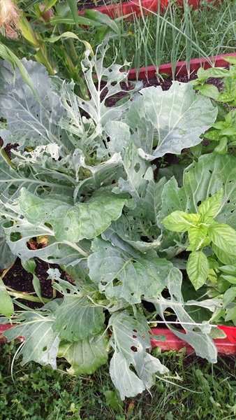 cabbage destroyed by worms | ASimpleHomestead.com