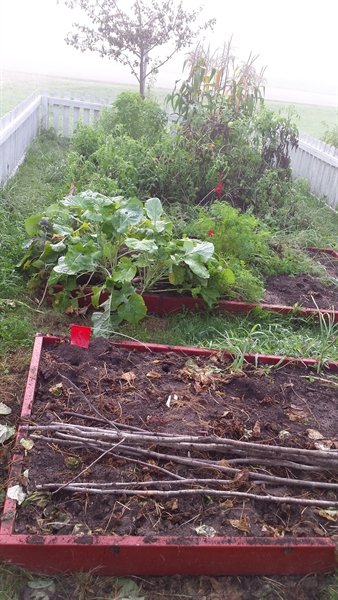 August garden | ASimpleHomestead.com