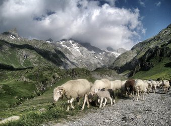 La région Occitanie débloque 800 millions pour son plan montagne