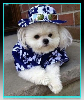 ropa de moda para perros