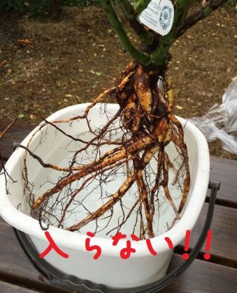 バケツに入らない