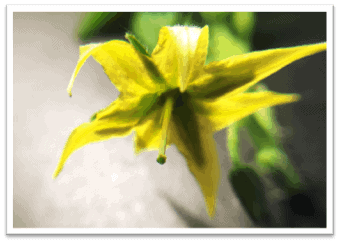 a picture of an emasculated tomato flower