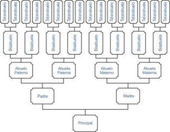 arbol genealogico de antepasados lineal vertical