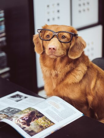 A dog doing some research