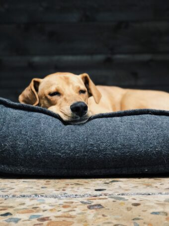 A dog napping in the workplace