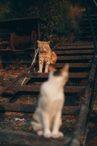 Cats meeting
