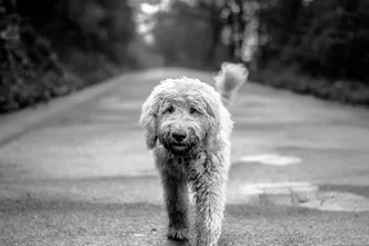 Goldendoodle, size.jpg