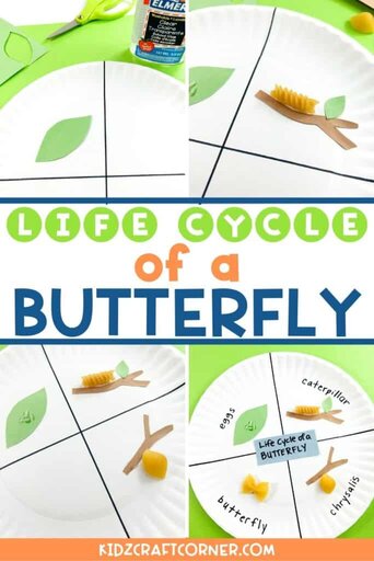 butterfly life cycle