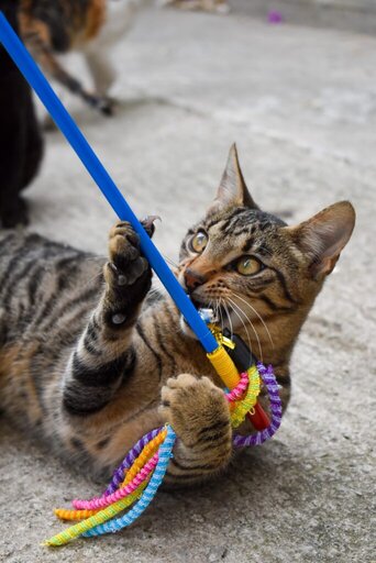 Cat playing with toy