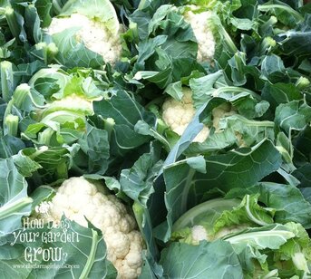 Cauliflower grown at Russo's Fruit & Vegetable Farm