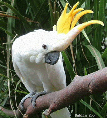 Cacatua sulphuera