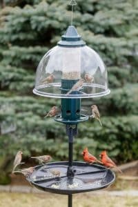 Squirrel Repellent Bird Feeder