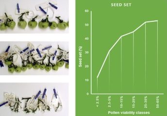 Graph showing the correlation of Pollen Viability and Seed Set in Tomato