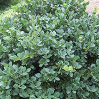 Boxwood 'Gordo'™