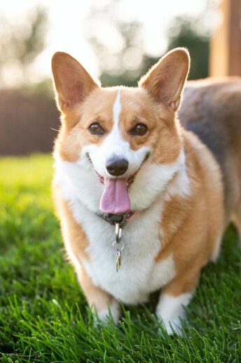 Are Corgis aggressive