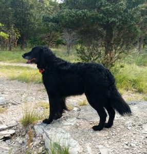 wolf-is kevin goodman's dog