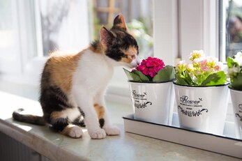 Turkish Van cat