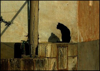 Les chats peuvent propager le coronavirus entre eux