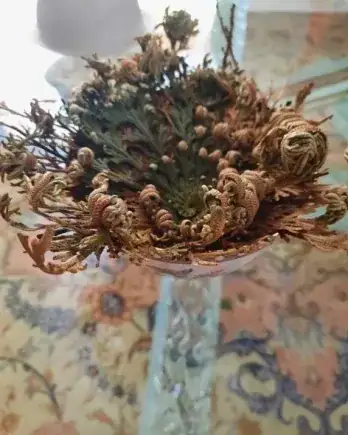 Rose de Jéricho – La Plante de la Résurrection