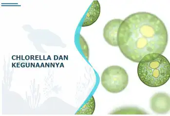 kegunaan chlorella adalah