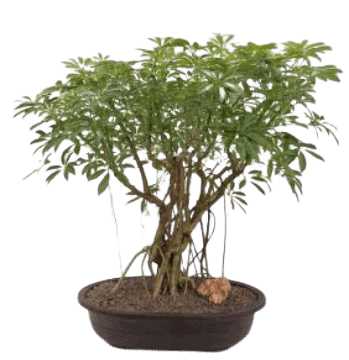 Hawaiian Banyan Tree Style 2